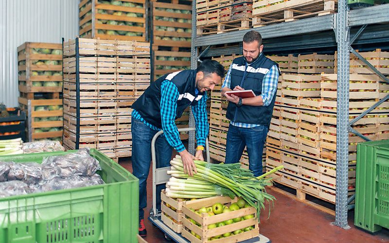 Two workers inspecting fresh vegetables in a warehouse.