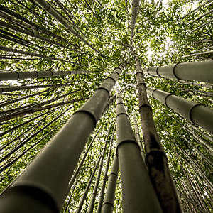 “Worm’s eye view of a bamboo forest clearly showing off the plants’ jointed stems.