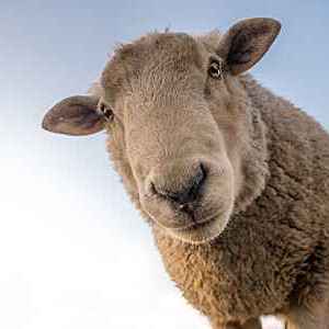 sheep-1822137.jpg