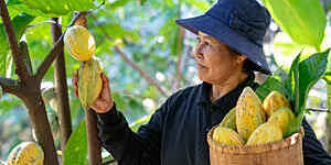 cocoa farmer Asian Woman farmer holds the cocoa fruit in the crate with a happy smile.