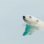 A polar bear swimming.